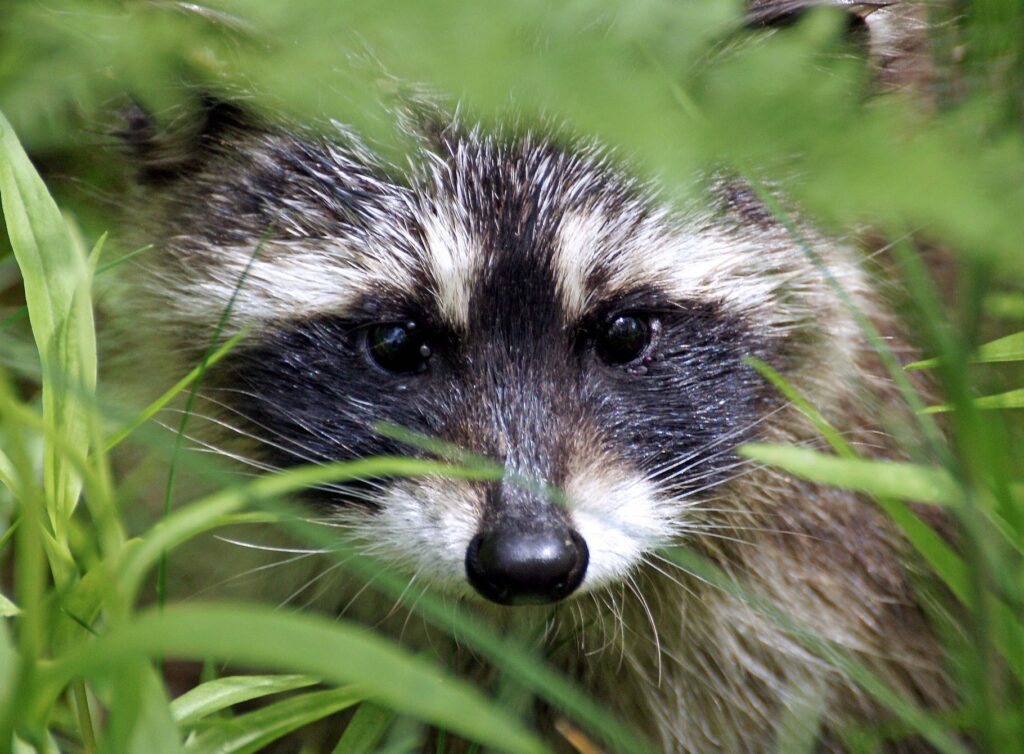 raccoon