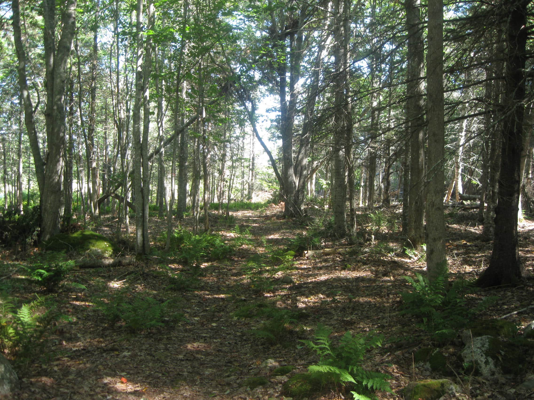 rene henderson preserve