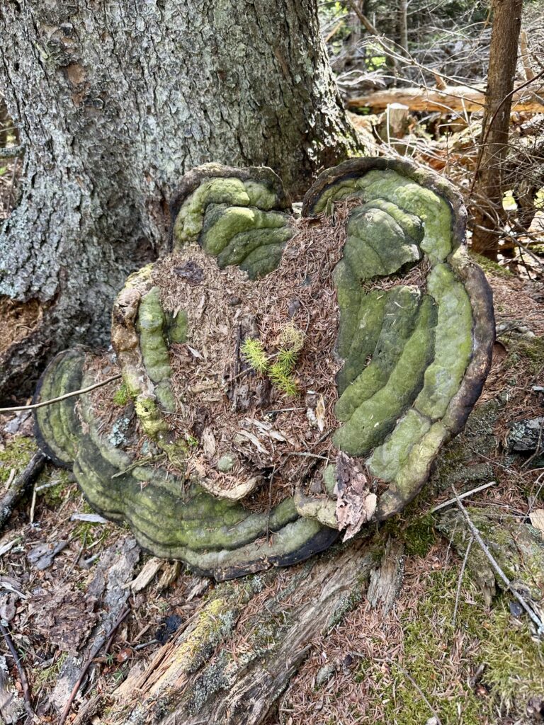 Mick the mushroom changes from red to green over time