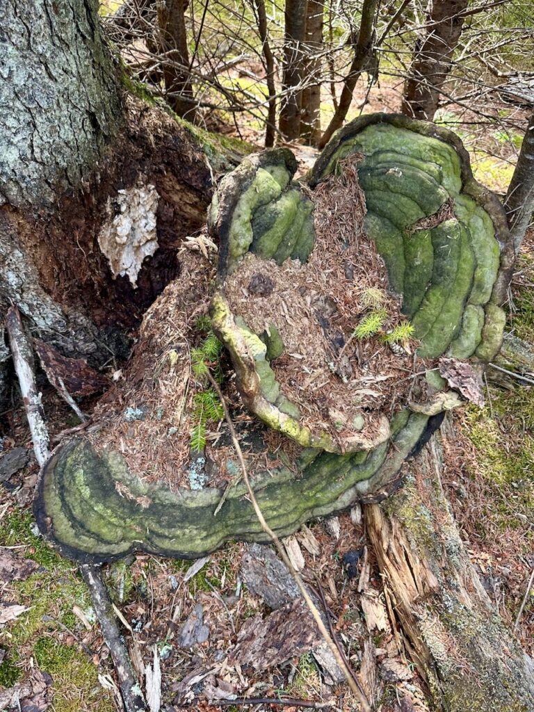 change happens as mick the mushroom pulls away from host tree
