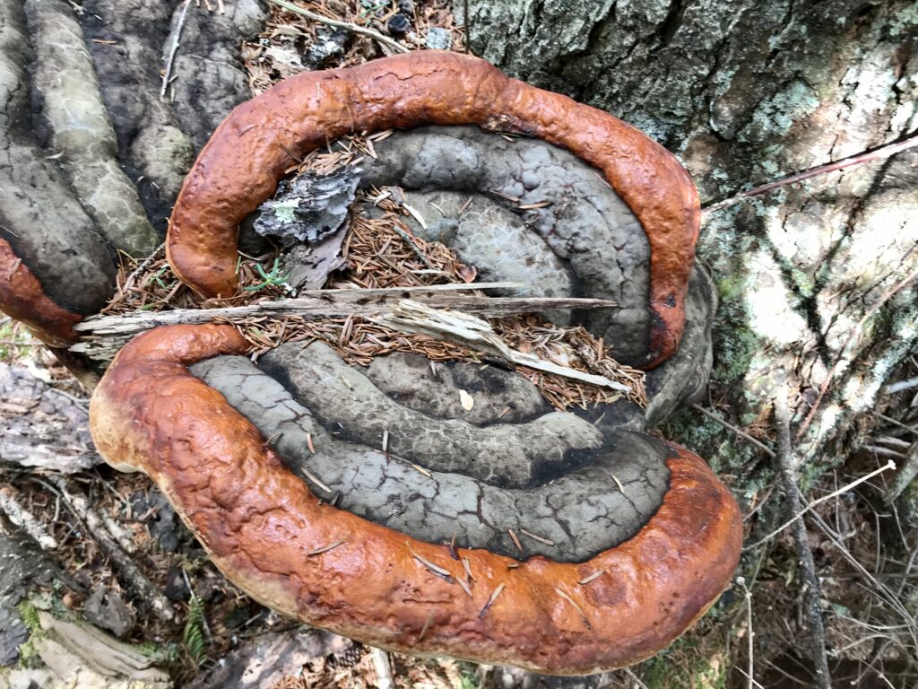 First sighting of Mick the mushroom, with will experience change over time