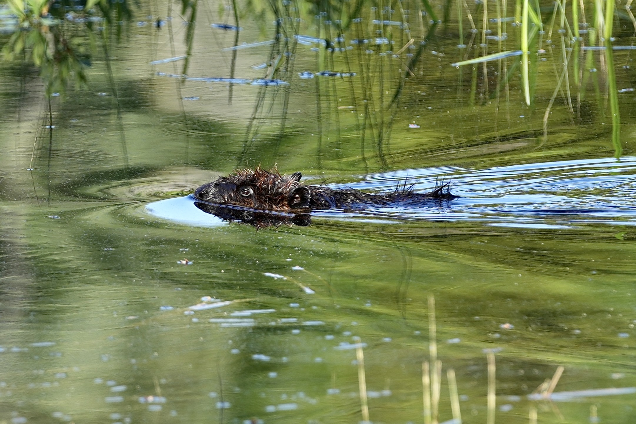 baby beaver 2