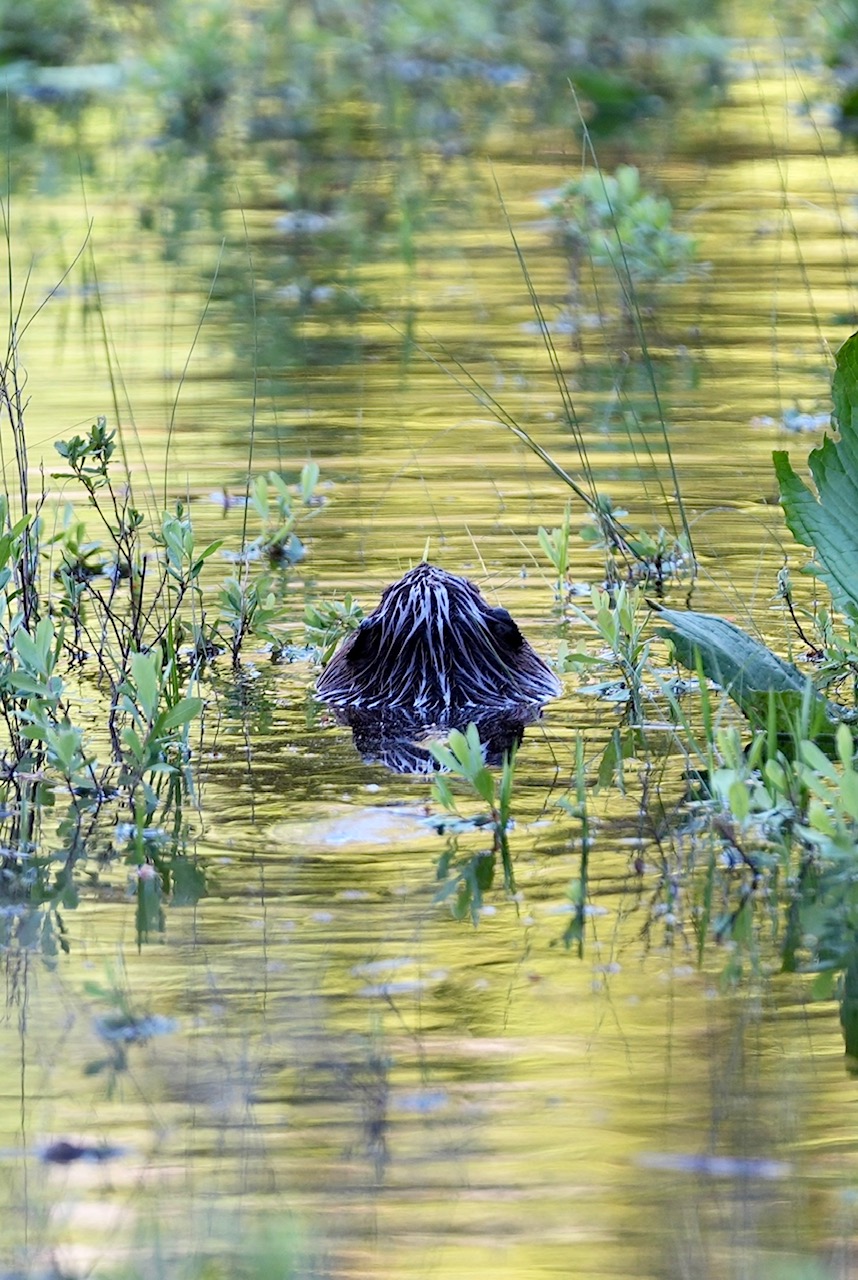 beaver eating