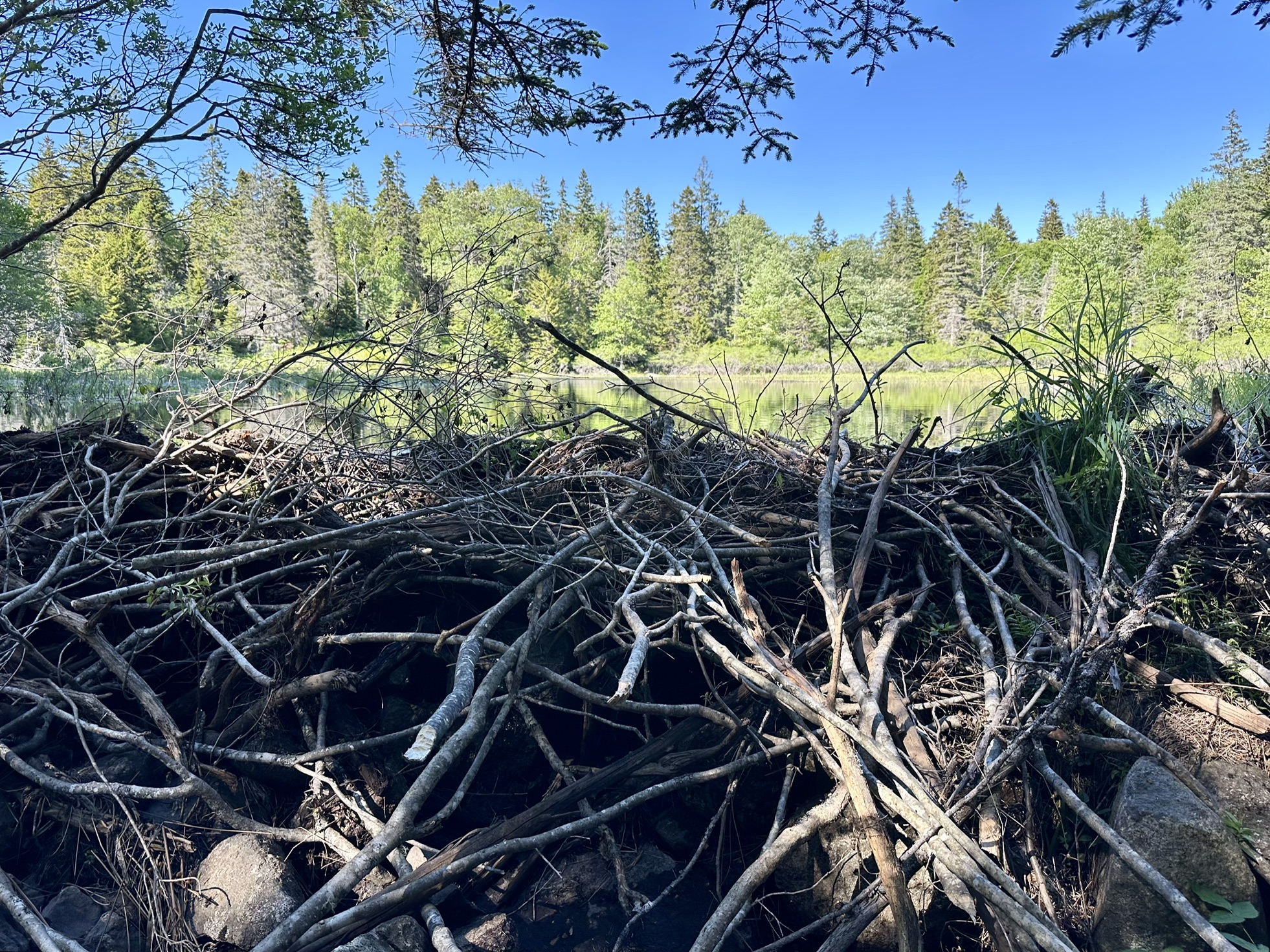 macks pond beaver dam
