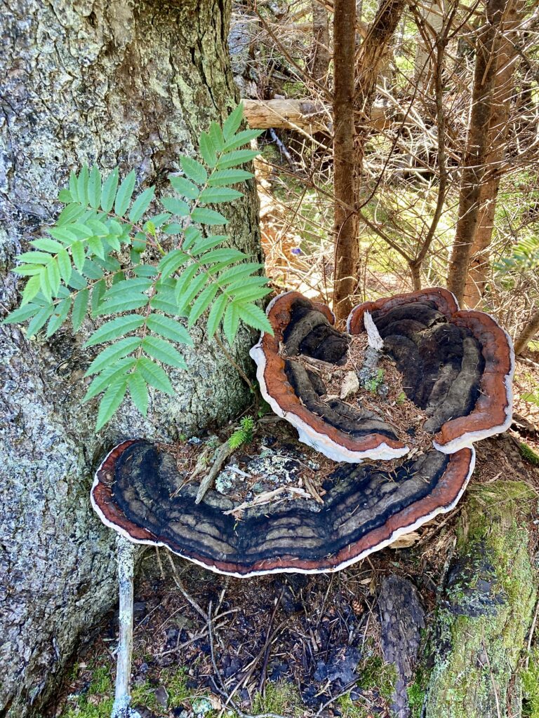 mick the mushroom changing over time. pictured with mountain ash seedling
