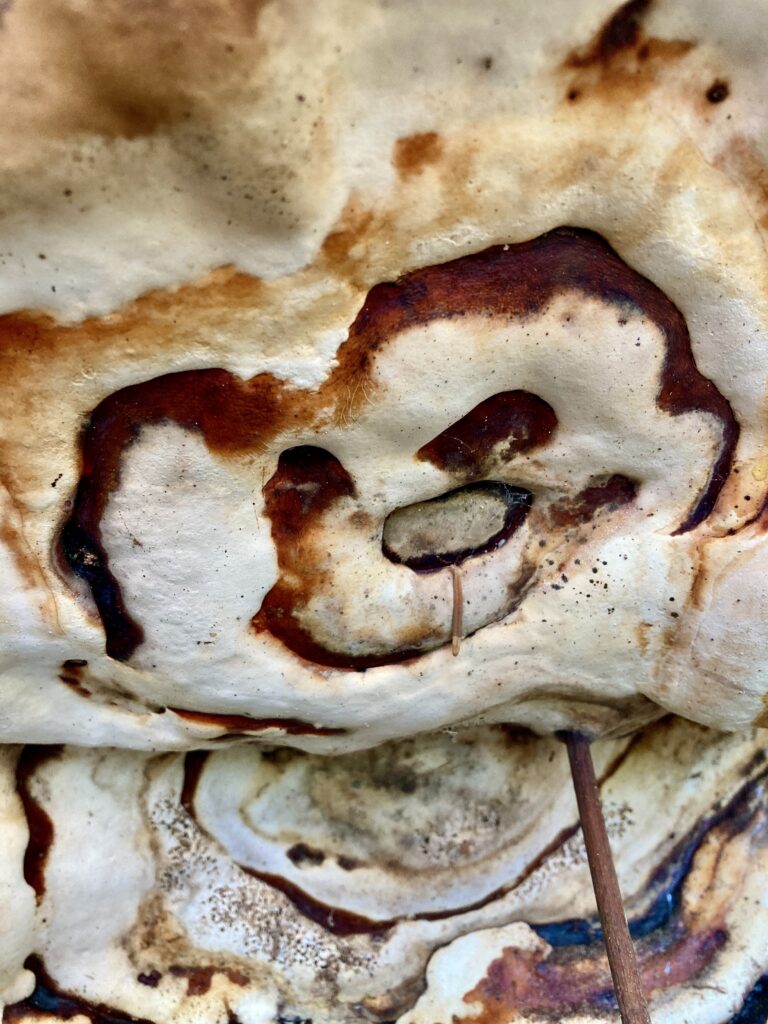 change happens as mick the mushroom sports what looks like a bear tattoo