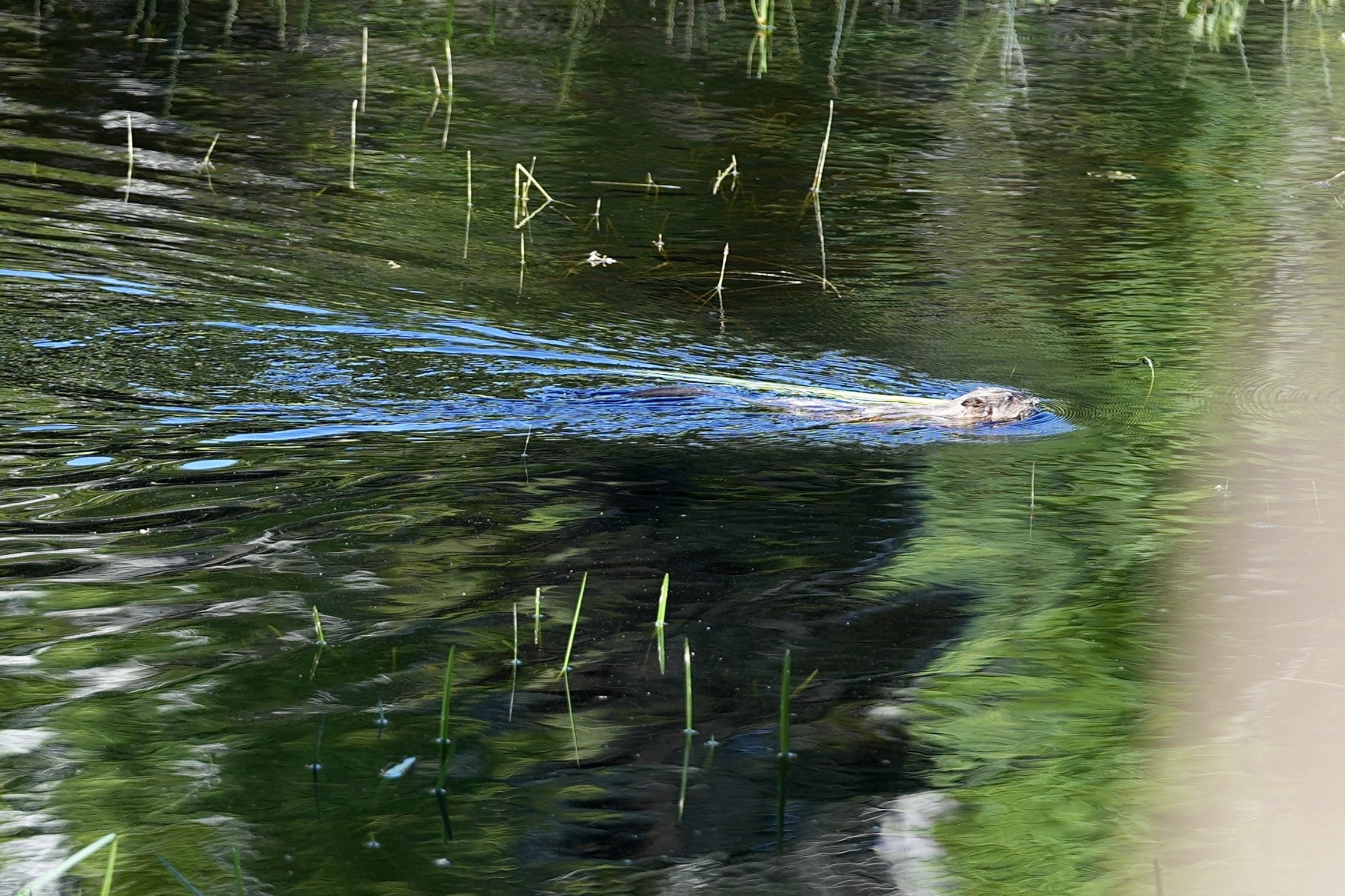 muskrat with building material