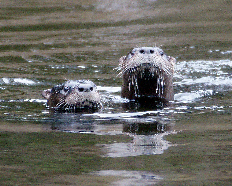 otters for website kirk photo