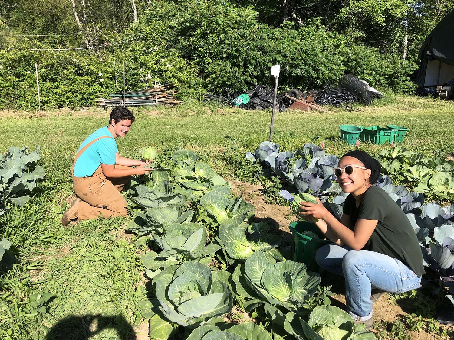 two smiling people harvesting cabbages