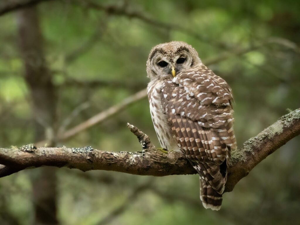 20210804 Barred Owl DSC5147 Edit (1)
