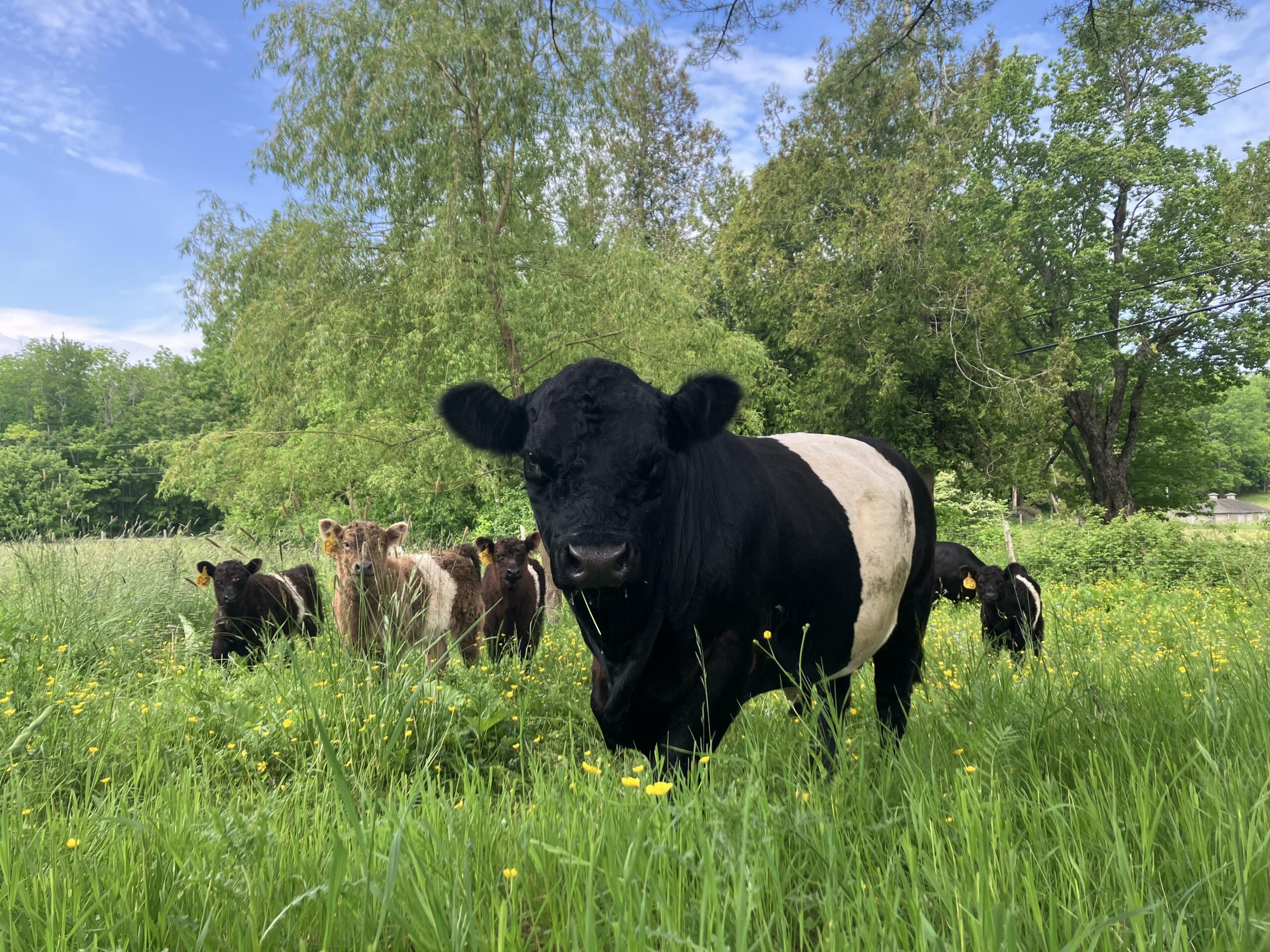 aldermere beltie cows 2026 (1)