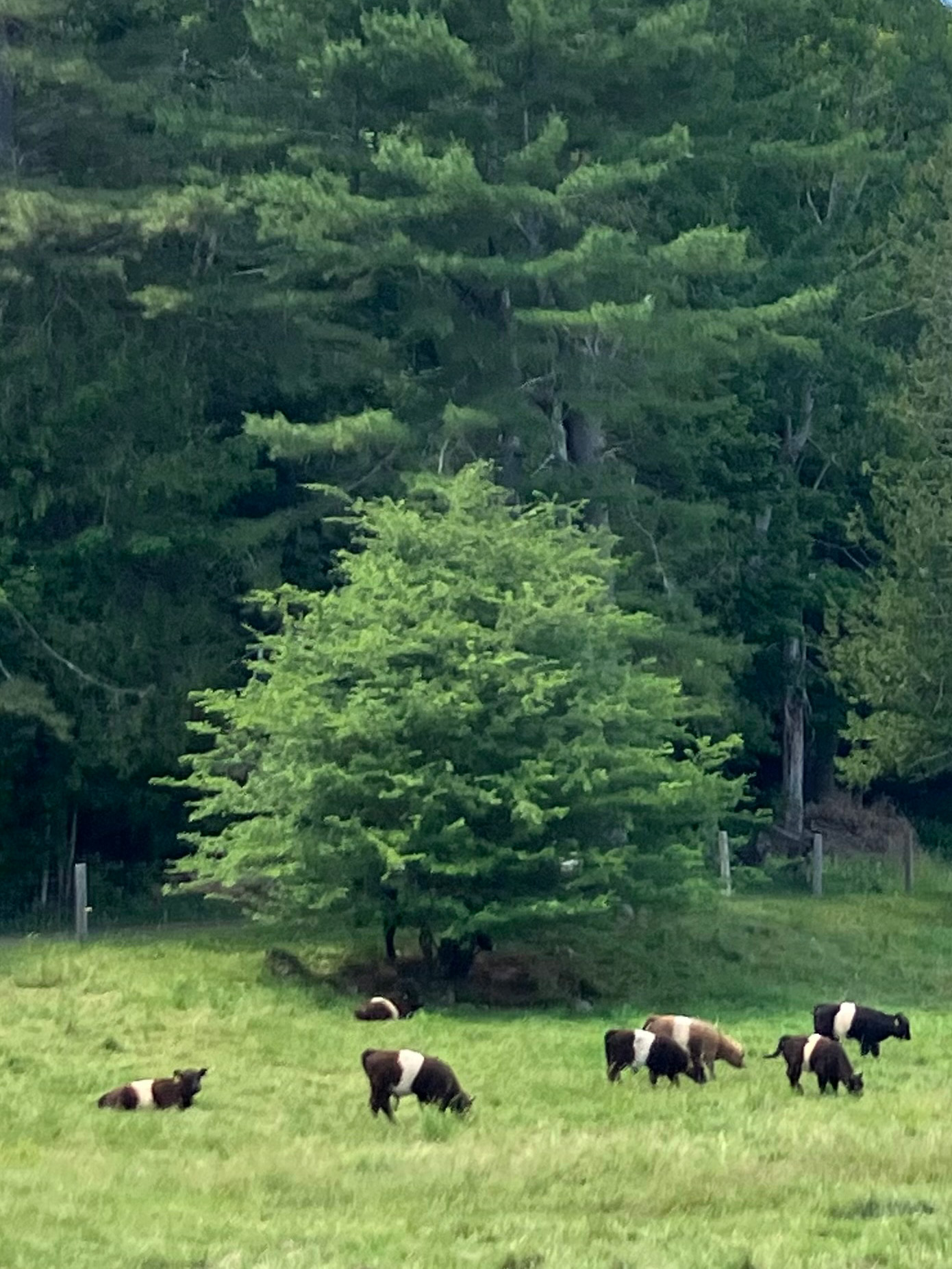 aldermere beltie cows 2026 (2)