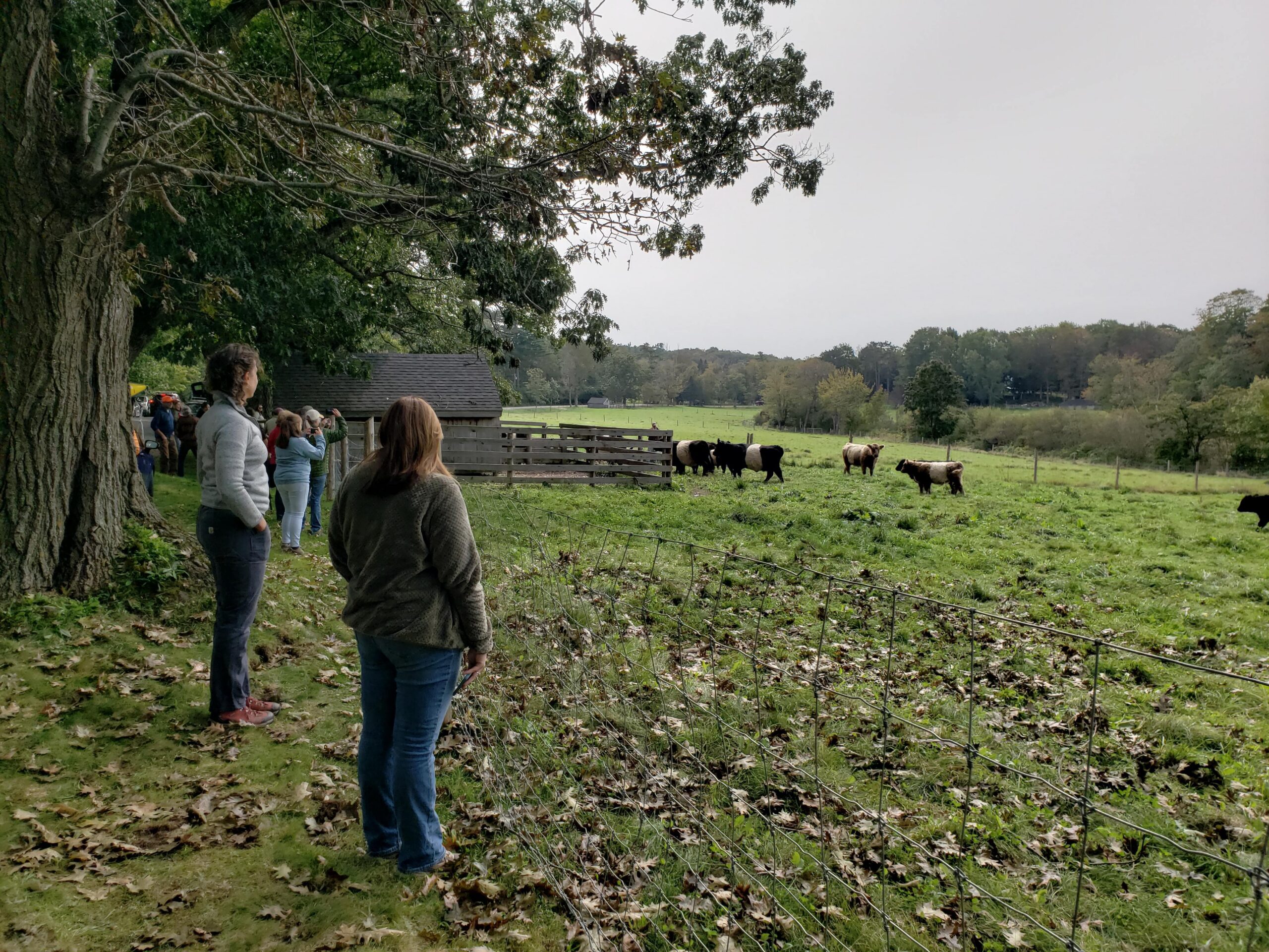 aldermere beltie cows 2026 (2)