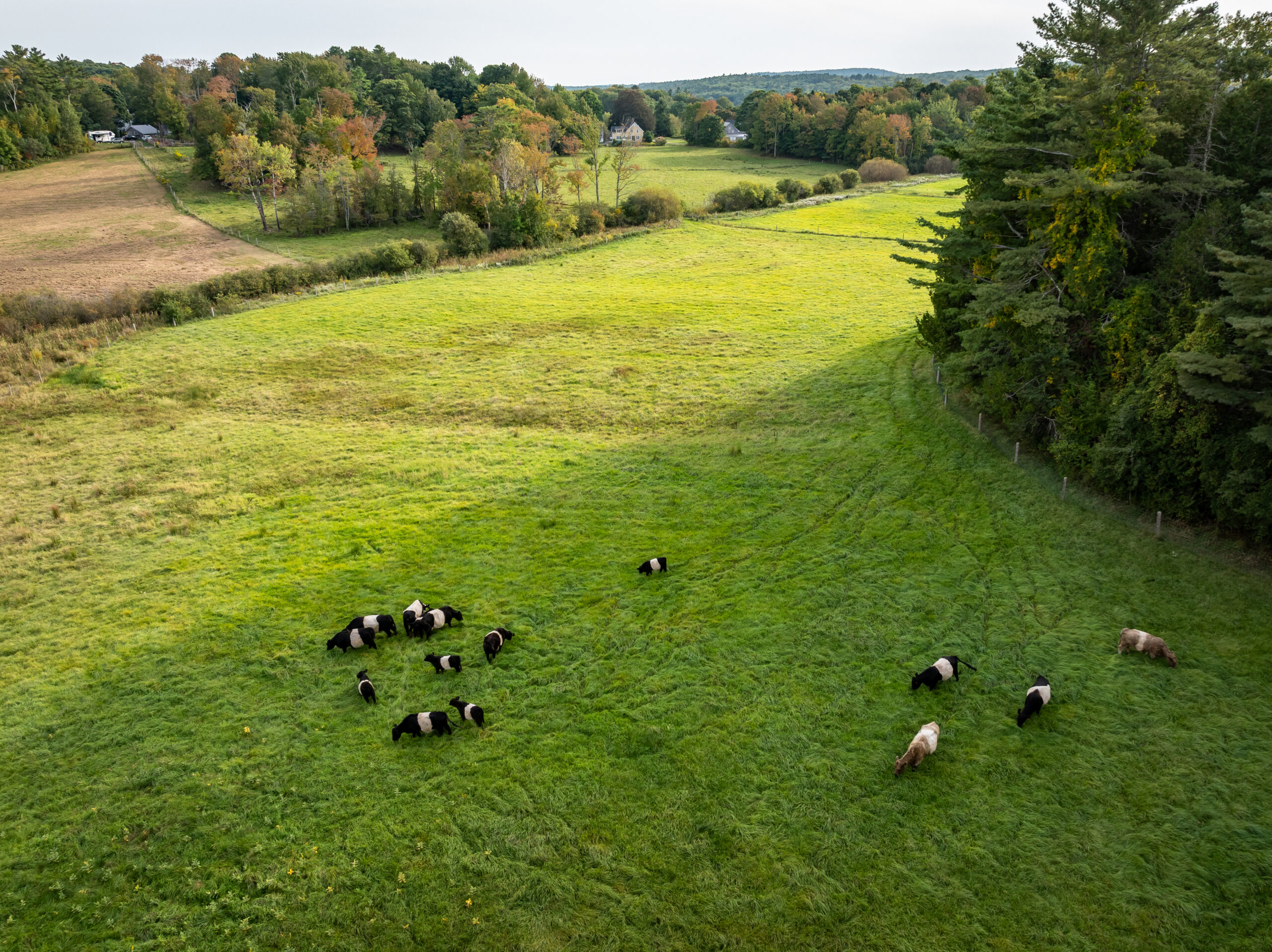 aldermere beltie cows 2026 (3)